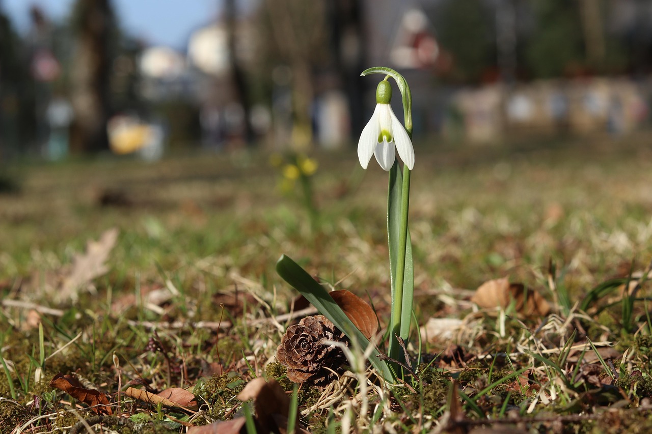 galanthus 4995924 1280